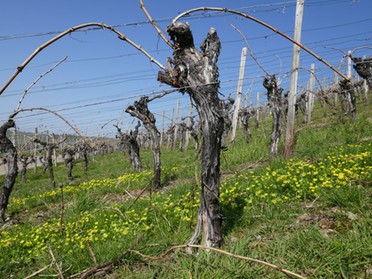 08.04.2018 - Ulrike Zimmer - Frühlingserwachen in den Weinbergen