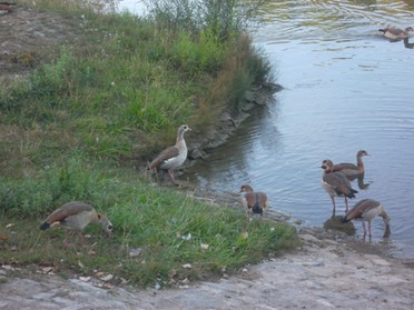 11.09.2018 - Andrea Piest - Tiere am Neckar