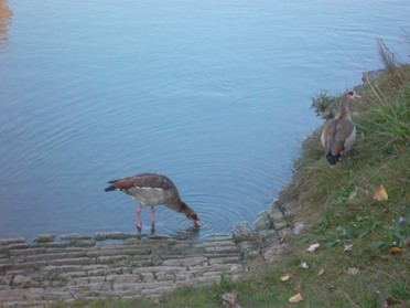 11.09.2018 - Andrea Piest - Tiere am Neckar