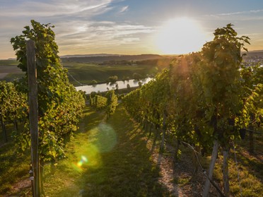 08.09.2018 - Werner Ohsam - Herbstbeginn in Lauffen a.N