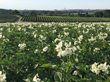 Juli 2018 - Gudrun Cremer - Kartoffelblüte