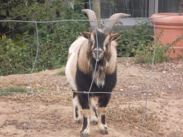 03.10.2018 - Andrea Piest - Ziege im Tiergehege