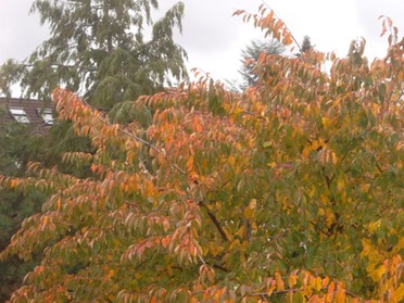 27.10.2018 - Andrea Piest - Ein Baum im Herbst