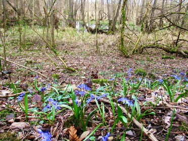 17.03.2019 - Roland Horn - Vorfrühling im Kaywald