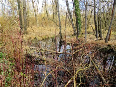 17.03.2019 - Roland Horn - Vorfrühling im Kaywald