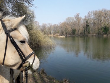 24.03.2019 -Sonja Löw - Fjordponystute am Seeloch