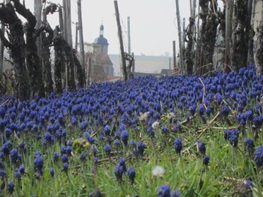 16.04.2019 - Eberhard Herzog - Blumenwiese mit Kirche