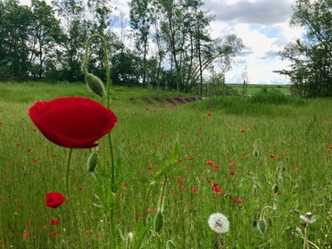 28.05.2019 - Gudrun Cremer - Klatschmohn am Lauffener Neckarufer