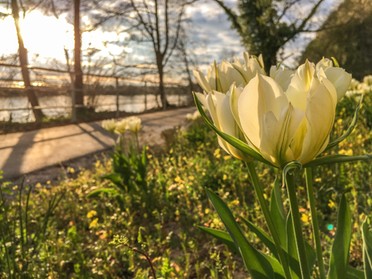 28.03.2019 - Werner Ohsam - Frühlingsbeginn am neuen Lauffener Radweg