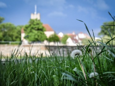 27.05.2019 - Werner Ohsam - Löwenzahn vor dem Lauffener Rathaus