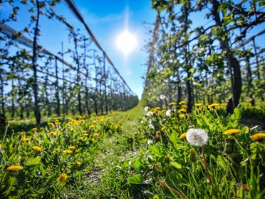 18.04.2019 - Werner Ohsam - Blühende Lauffener Apfelplantagen