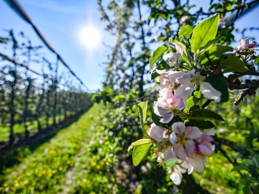 18.04.2019 - Werner Ohsam - Frühling in den Lauffener Apfelplantagen