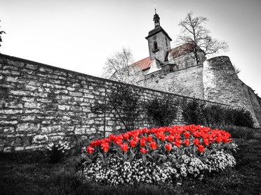 22.04.2019 - Werner Ohsam - Tulpenmeer unterhalb der Kirche