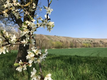 11.04.2019 - Gudrun Cremer - Kirschblüte