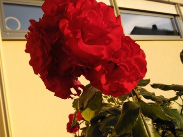 16.06.2019 - Andrea Piest - rote Blume