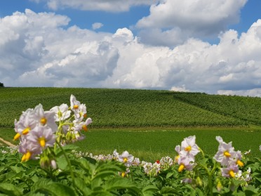 21.06.2019 - Birgit Sautter - Lauffener Feld          