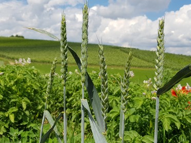 21.06.2019 - Birgit Sautter - Weizen,  Kartoffelblüten und Weinberge