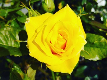 17.06.2019 - Andrea Piest - gelbe Blume
