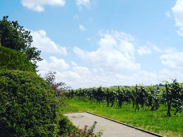 17.06.2019 - Andrea Piest - Feldweg