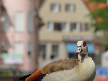 12.06.2019 - Frank-M. Zahn - Vogel auf der Brücke