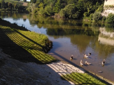 29.06.2019 - Andrea Piest - Enten auf dem Neckar