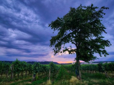 27.07.2019 - Ulrich Seidel - Abendstimmung in den Weinbergen "Obere Seugen"