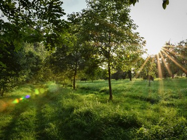 29.08.2019 - Werner Ohsam - Lauffener Obstwiesen am Neckar (hinter der Kläranlage)