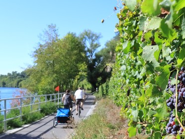 15.09.2019 - Frank-M. Zahn - Wein am Neckarradweg