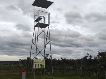 01.10.2019 - Andrea Piest - Gerüst im Weinberg