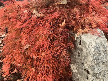 04.11.2019 - Gudrun Cremer - Herbstfarben im alten Friedhof