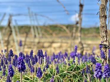 01.04.2019 - Marco Eberbach -  Hyazinthenmeer im Lauffener Weinberg