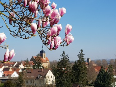 18.03.2020 - Anke Andert - Blick auf die Stadt  aus blühender Sicht in einer ganz außergewöhnlichen Zeit!