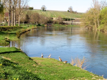 19.03.20 - Roland Horn - Frühling am Neckar