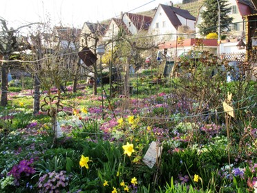 25.03.20 - Roland Horn - Frühling im Klostergarten