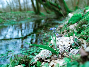 08.03.2020 - Alexandra Lell - Idylle im Kaywald