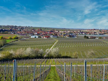 30.03.2020 - Ulrich Seidel - Lauffen im Frühling