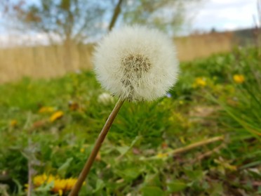 31.03.2020 - Anke Andert - Pusteblume