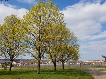 31.03.2020 - Anke Andert - Grüne Pracht vor den Toren Lauffens