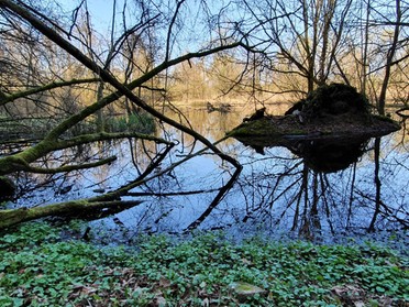 Ende März 2020 - Birgit Sautter - An der Lauffener Neckarschlinge im Kaywald