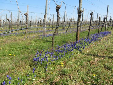 02.04.2020 - Roland Horn - Frühjahr im Weinberg