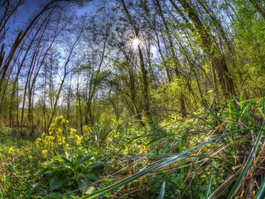 10.04.2020 - Martin Braunbeck - Schlüsselblumen im Kaywald