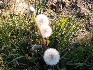 23.04.2020 - Andrea Piest - Pusteblume im Frühling