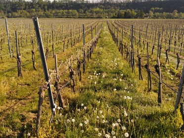 23.04.2020 - Andrea Piest - Weinberge mit Pusteblumen