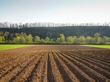 07.04.20 - Ulrich Seidel - Kartoffelfeld mit frischem Grün am Kaywald