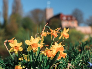 07.04.2020 - Alexandra Lell - Bunter Frühling in Lauffen 