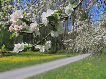 23.04.2020 - Frank.-M. Zahn - Baumblüte im Schozachtal