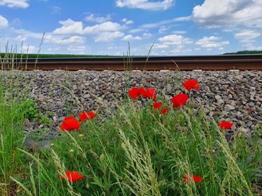 10.05.2020 - Birgit Sautter - vom Tunnel am Seeloch aus gesehen