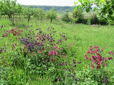 10.05.2020 - Roland Horn - Wiese am Kirrberg