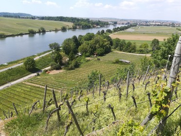 17.05.2020 - Daniela Reiner - Blick vom Konsten auf den Neckar und Lauffen a.N.