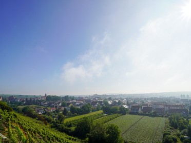 12.06.2020 - Ulrich Seidel - Der Morgennebel lichtet sich